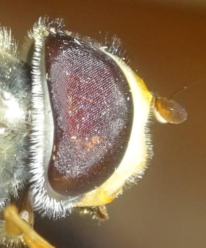 Réf. 354 031 : Scaeva dignota